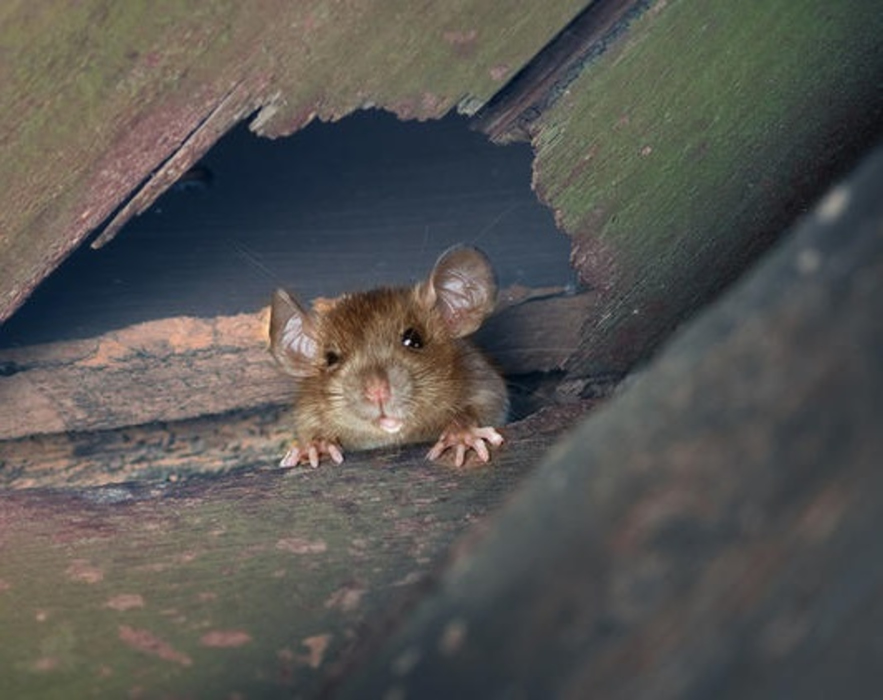 Illustration de détection